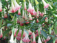 Brugmansia arborea