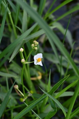 Sagittaria trifolia