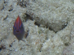 Pomacentrus bankanensis