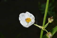 Sagittaria trifolia