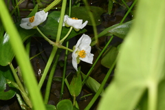 Sagittaria trifolia