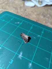 Agrotis