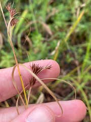 Rhynchospora glomerata