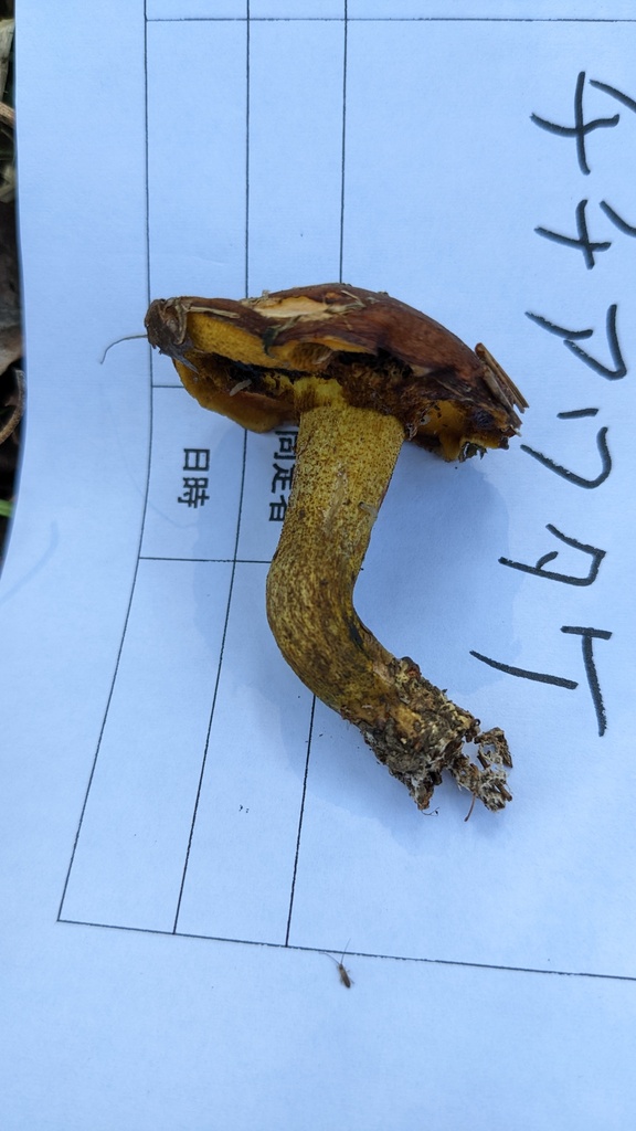 Suillus granulatus · November 2022 · photo: © atsushi_nakajima_cirque (iNaturalist, cc-by)