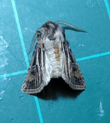 Agrotis