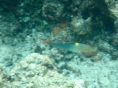 Halichoeres hortulanus