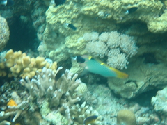 Halichoeres hortulanus