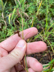 Rhynchospora glomerata