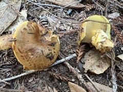 Suillus pseudobrevipes