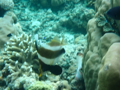 Heniochus chrysostomus
