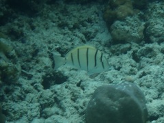 Acanthurus triostegus