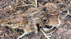 Rhabdomys pumilio