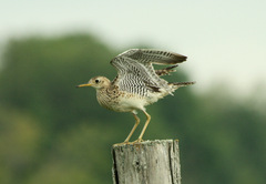 Bartramia longicauda