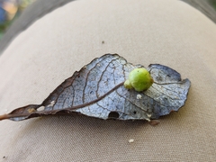 Euura pedunculi