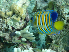 Pygoplites diacanthus
