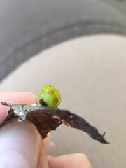 Euura pedunculi