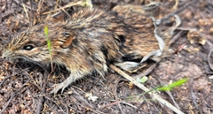 Rhabdomys pumilio