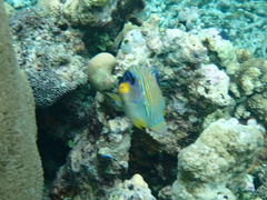 Pygoplites diacanthus