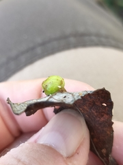 Euura pedunculi