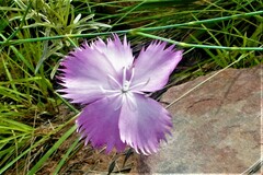 Dianthus zeyheri