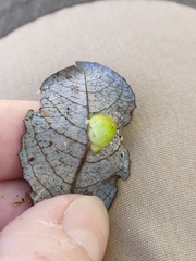 Euura pedunculi