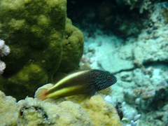 Paracirrhites forsteri