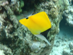 Forcipiger flavissimus