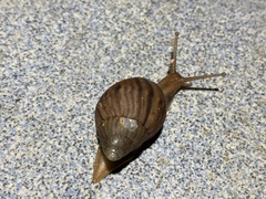 Lissachatina immaculata