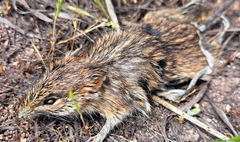 Rhabdomys pumilio