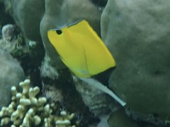 Forcipiger flavissimus