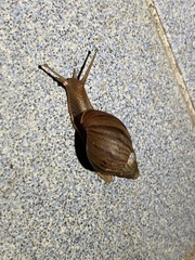 Lissachatina immaculata