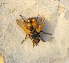 Tachina fera