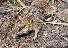 Rhabdomys pumilio