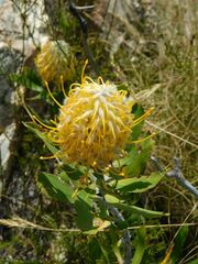 Leucospermum cuneiforme