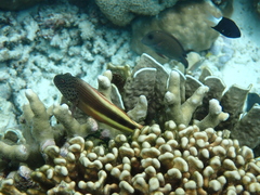 Paracirrhites forsteri