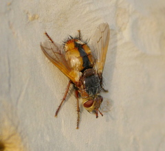 Tachina fera