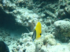 Forcipiger longirostris