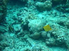 Forcipiger longirostris