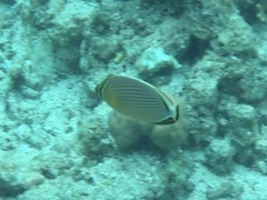 Chaetodon lunulatus