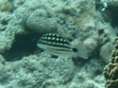 Lutjanus decussatus