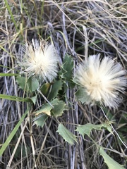Acourtia nana