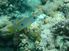 Lutjanus monostigma