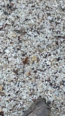 Camponotus rectangularis