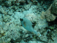 Arothron nigropunctatus