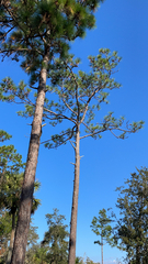 Pinus elliottii