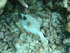 Arothron nigropunctatus