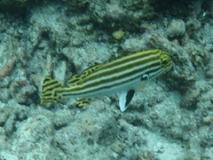Plectorhinchus lessonii