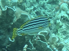 Plectorhinchus vittatus