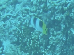 Chaetodon ulietensis