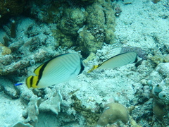 Chaetodon vagabundus